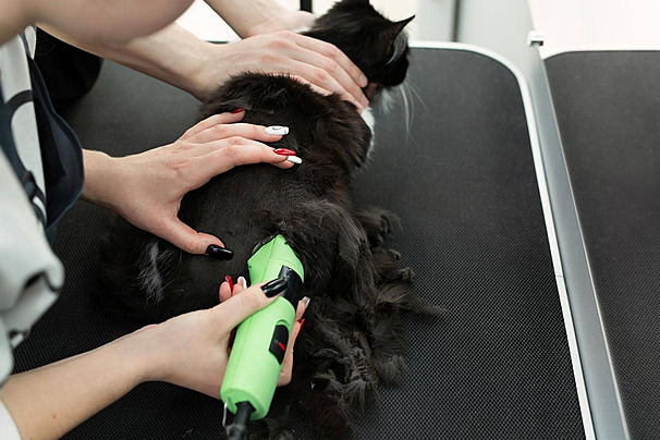 Cat grooming with electric clipper